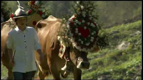 Almabtrieb in Tirol