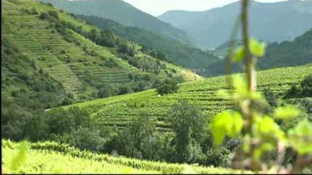 Edle Rebsorten in der Wachau