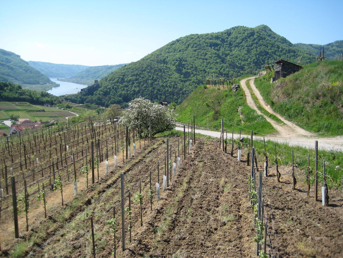 p1096-donau-spitz